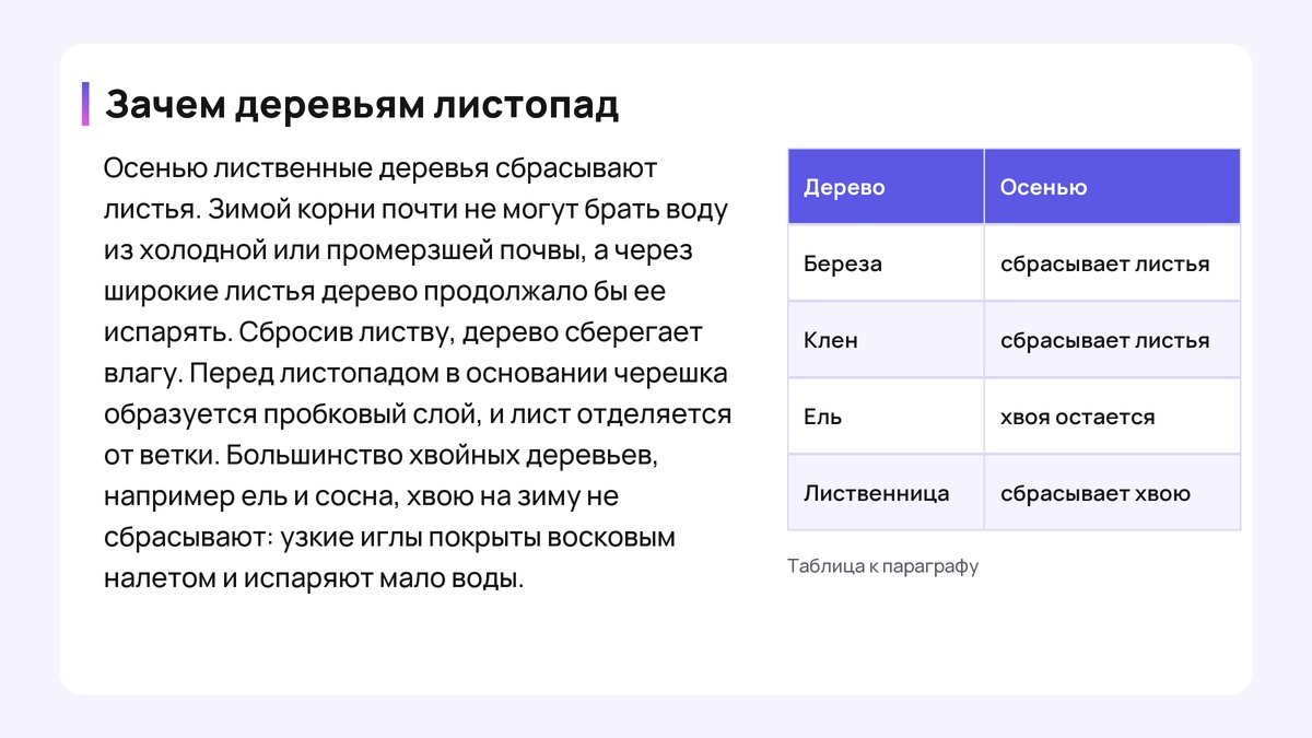 Учебный текст «Зачем деревьям листопад» и таблица: береза, клен, ель, лиственница