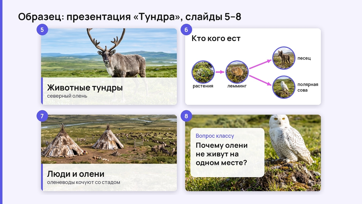 Образец презентации «Тундра», слайды 5–8: северный олень, цепь питания, оленеводы, вопрос классу
