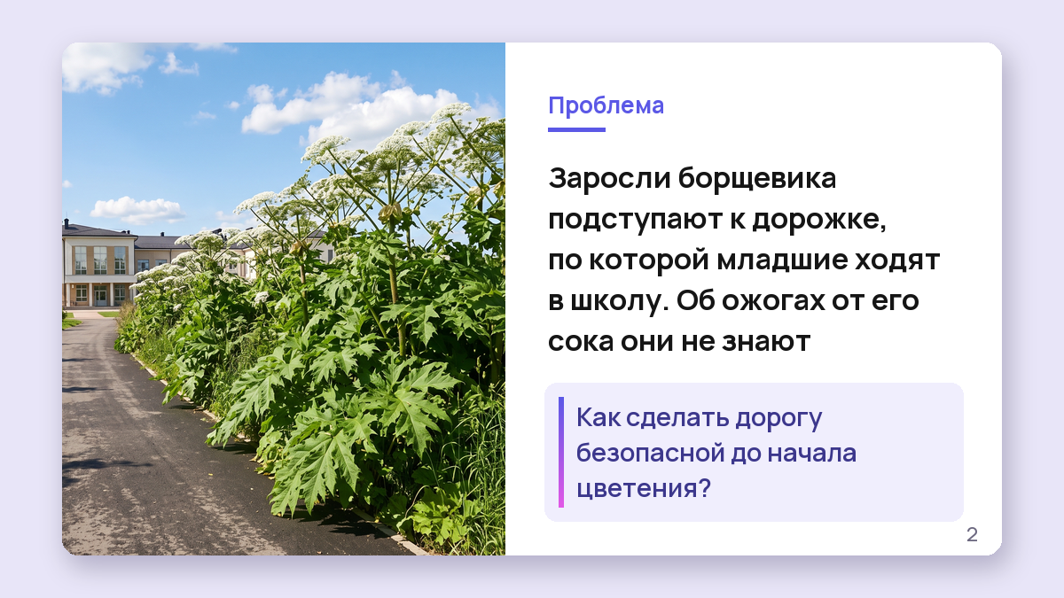 Пример слайда: слева фото зарослей борщевика у дорожки, справа формулировка проблемы и вопрос
